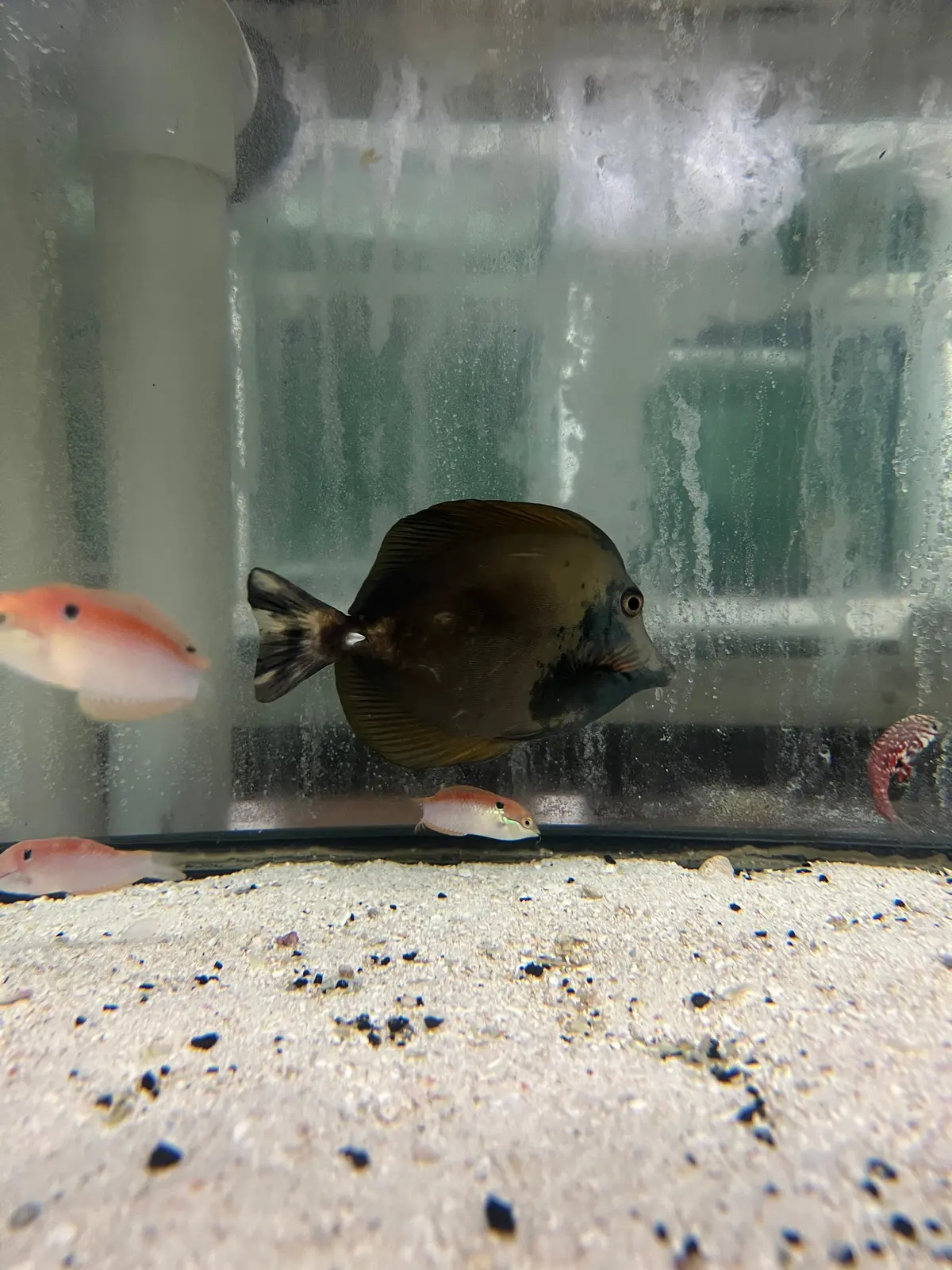 Aberrant Koi Tang - Wysiwyg 1