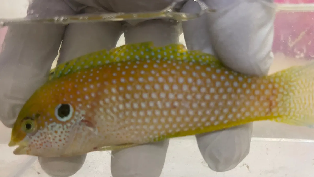 Super Male Kuiter's Leopard Wrasse (Macropharyngodon Kuiteri) 4" 1