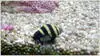 Bumble Bee Snail (Group Of 100) 1