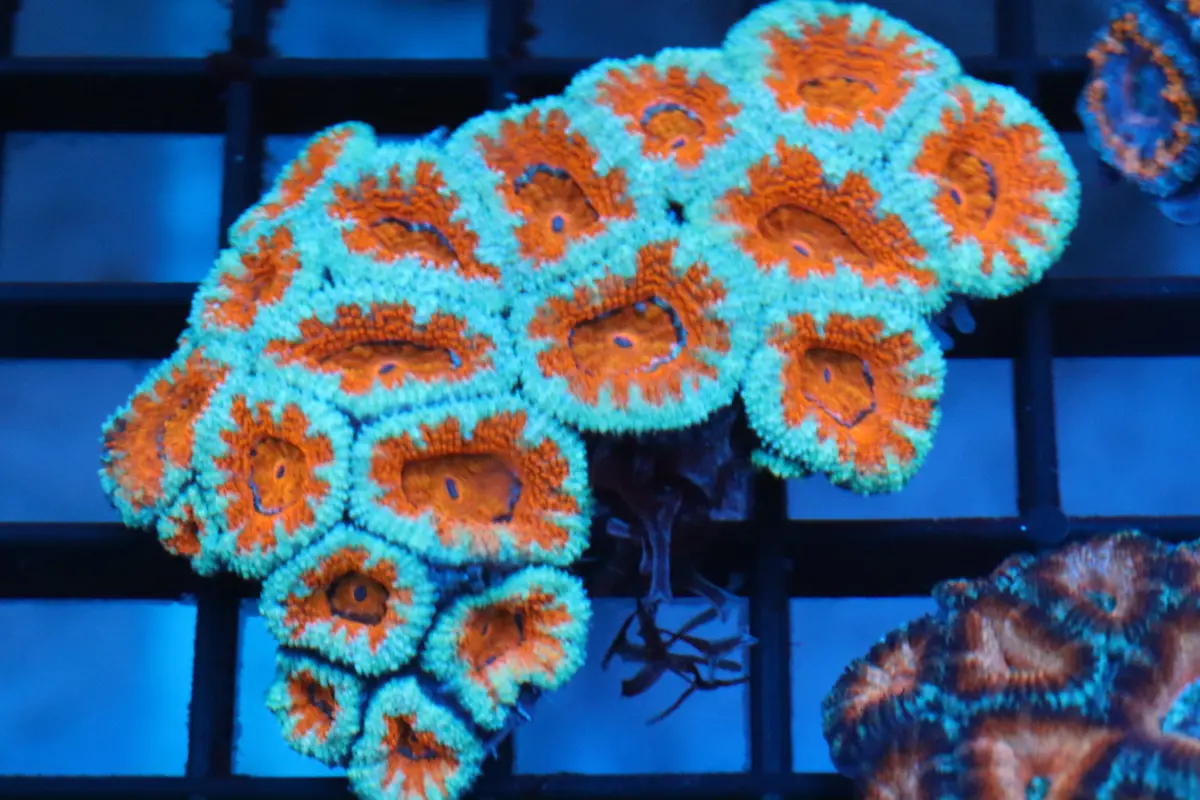 Micromussa Lord Colony (R) 1