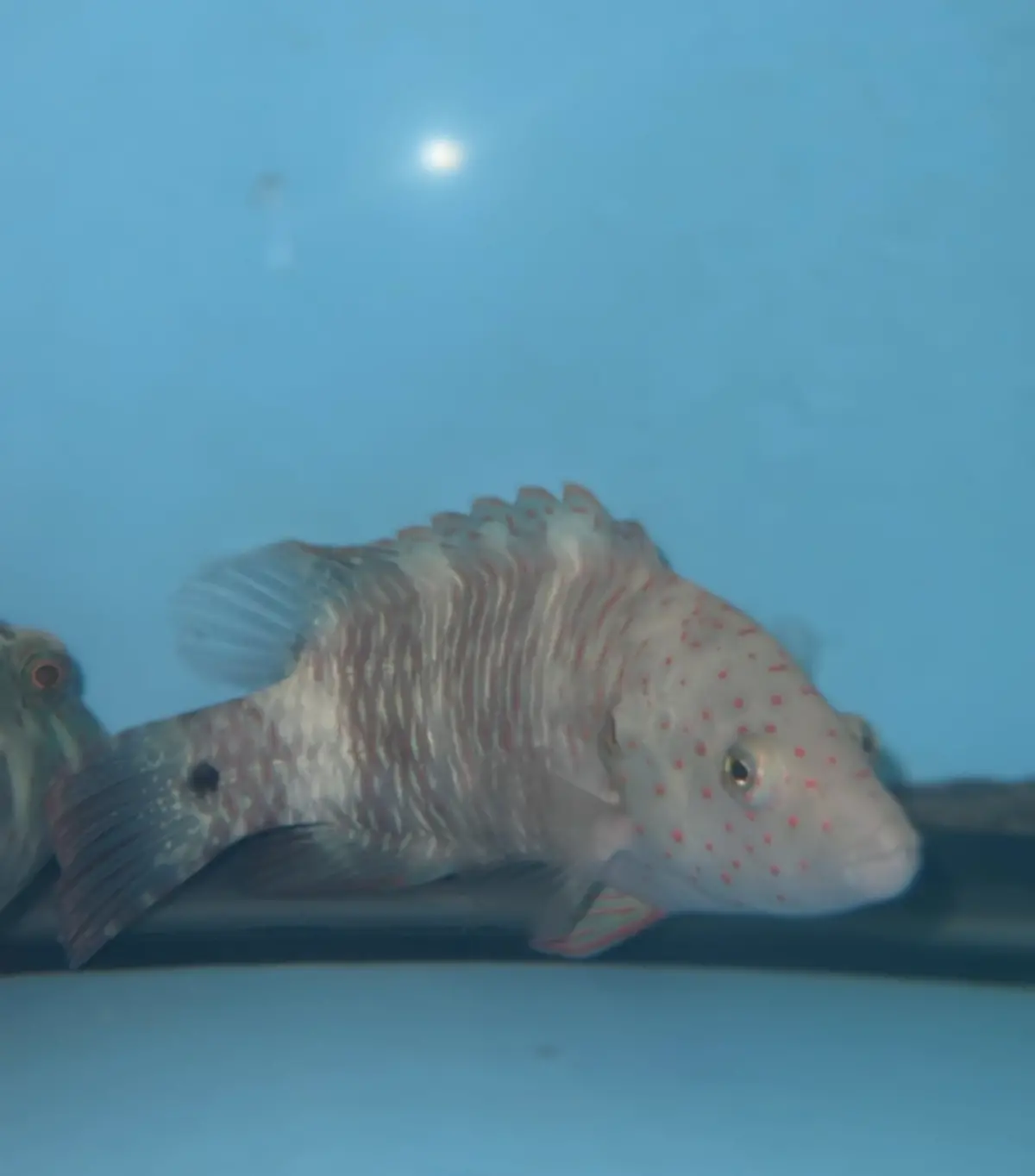 Broomtail Wrasse (Red Sea) |  Cheilinus Lunulatus  (4-5") 1
