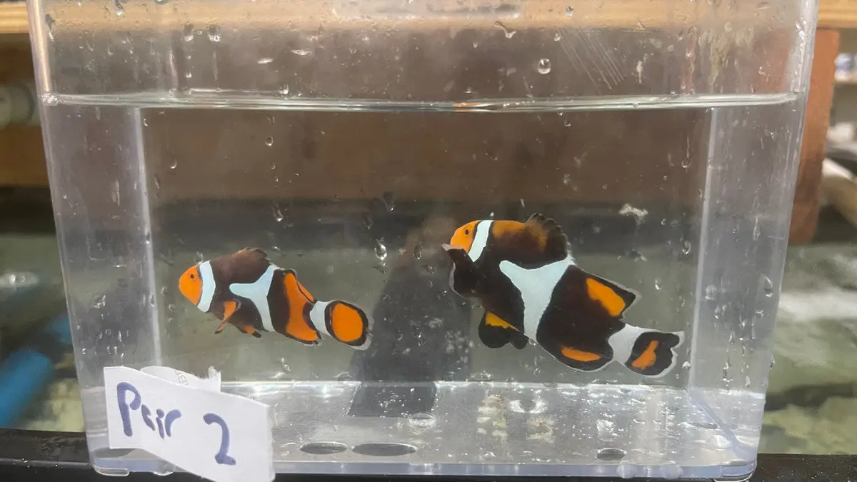 Pair True Percula Clownfish-Super Black Png-Pair 2 1