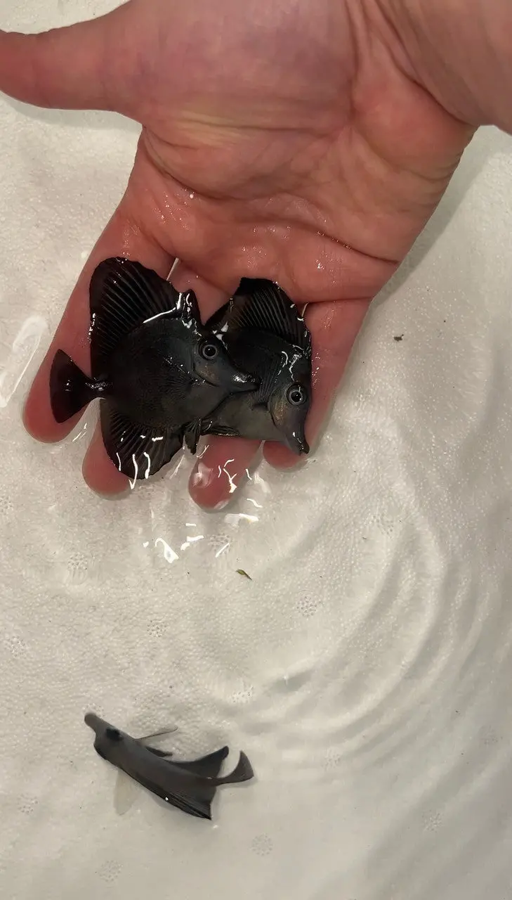 Black Longnose Tang  | Zebrasoma Rostratum 2” 1