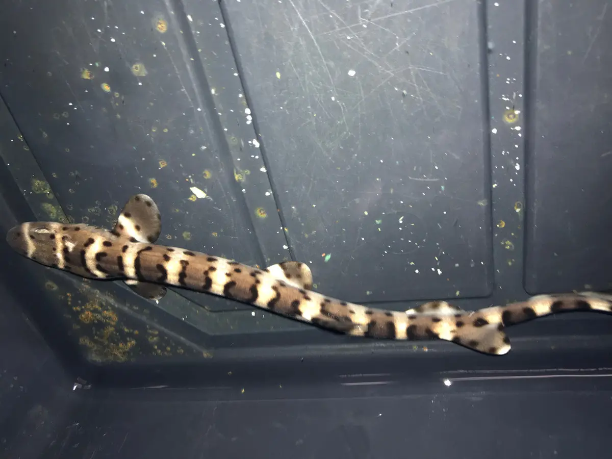 True Western Australia Marble Cat Shark (12") 1