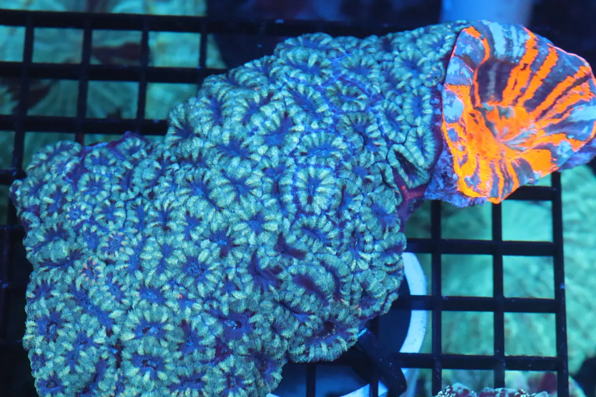 Micromussa Lord Colony W/ Scoly Attached (B74) 1
