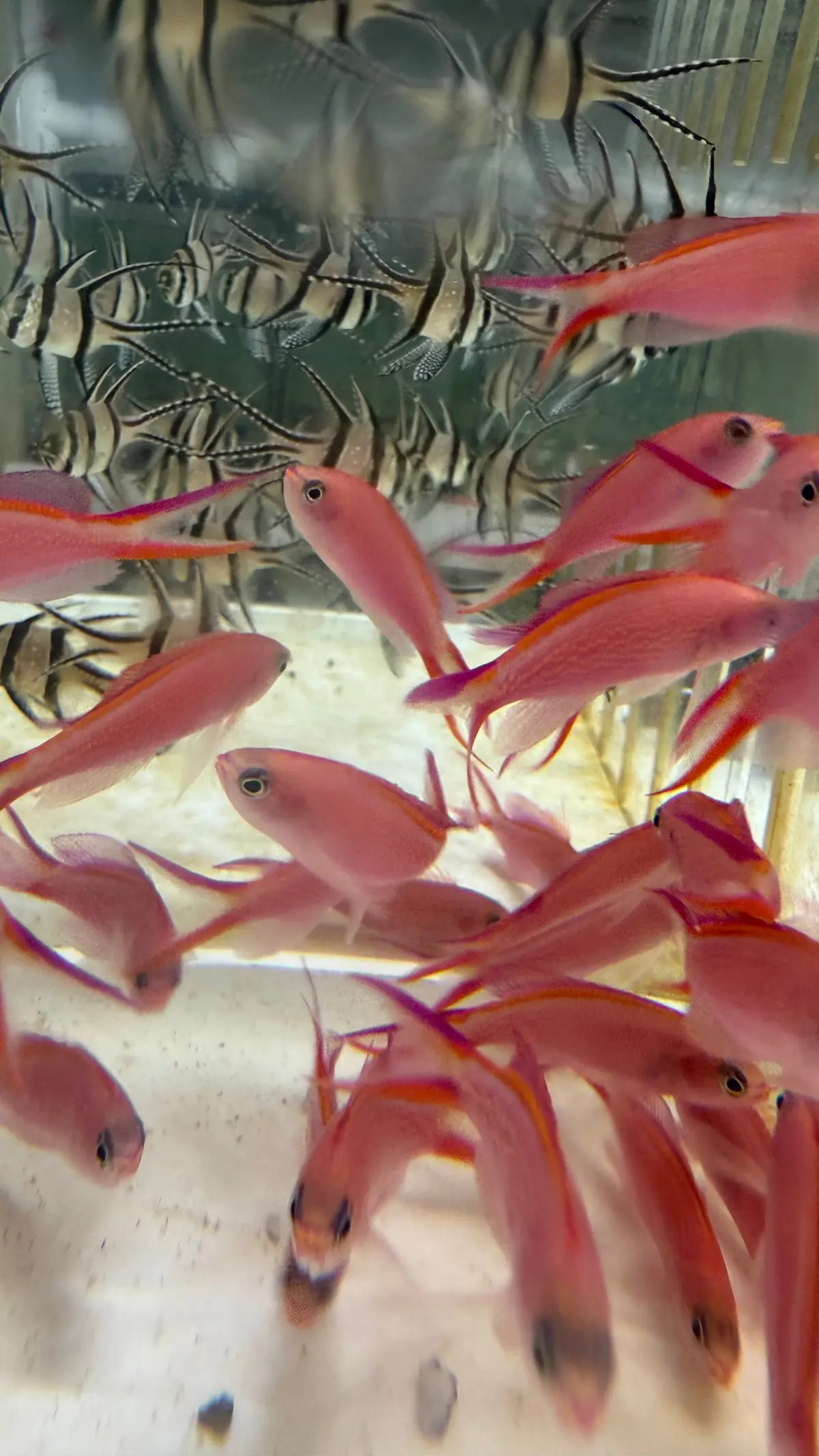 Princess Anthias (Pseudanthias Smithvanizi) 1