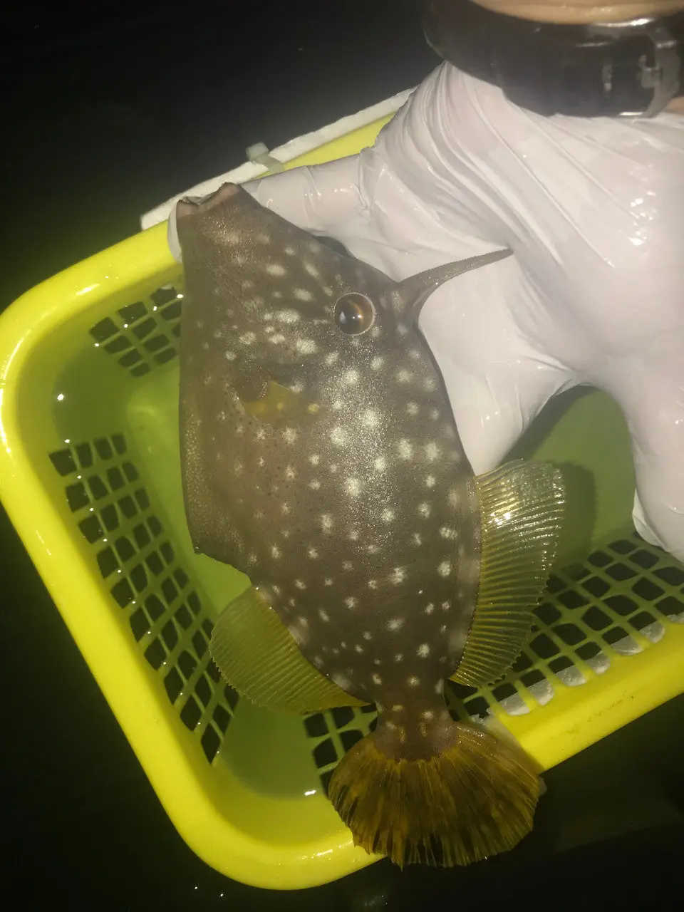 White Spotted Filefish | Cantherhines Dumerilii (7-8") 1