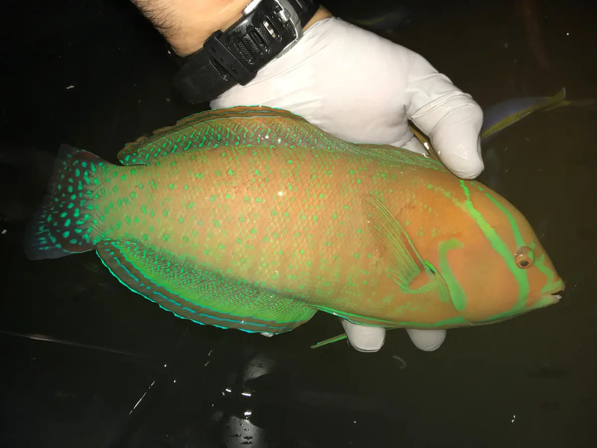 Terminal Male Coris  Formosa Wrasse-15” 1