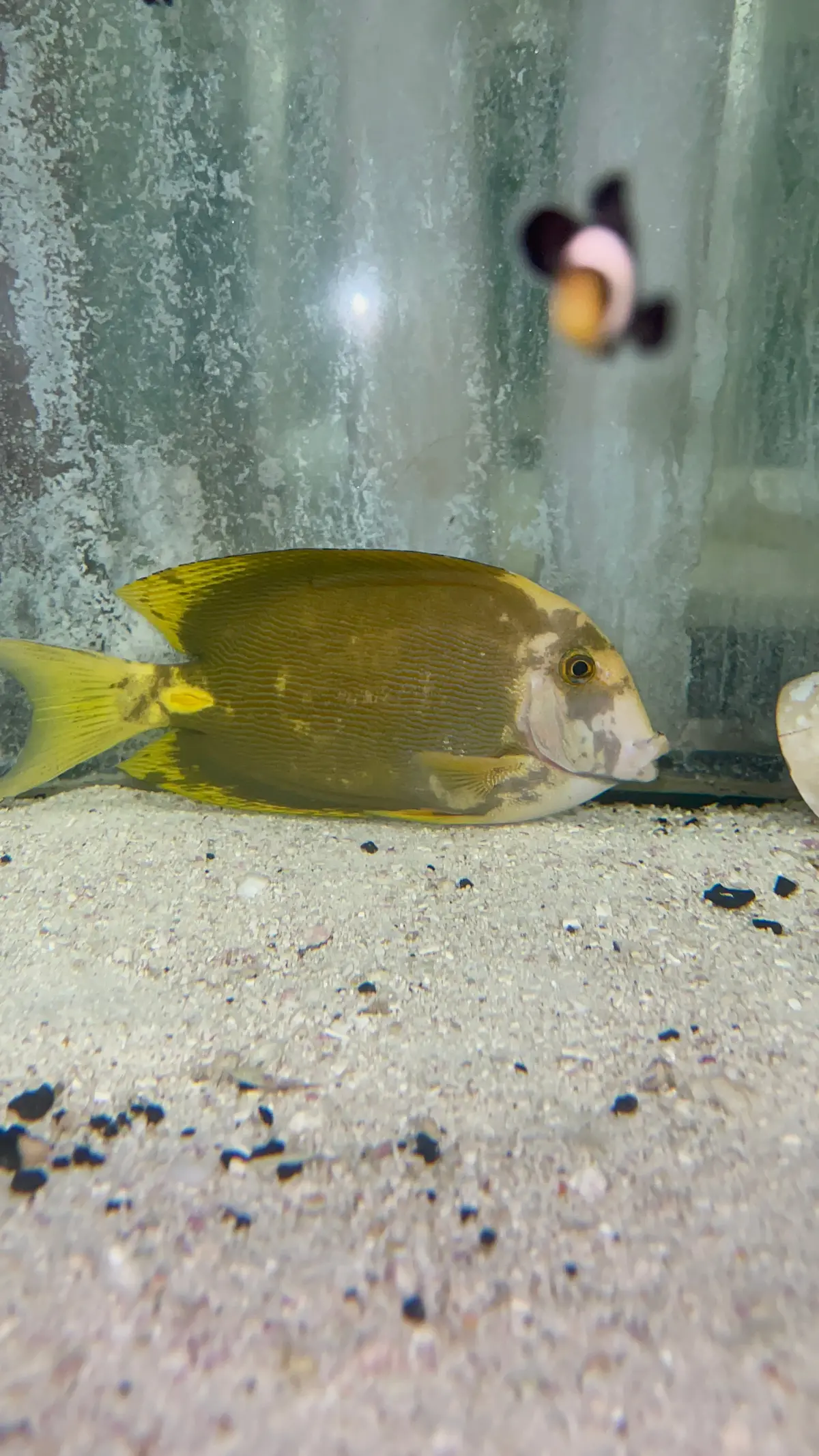 Aberrant Mimic Tang (Wysiwyg) 1
