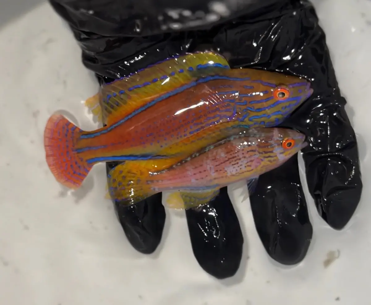 Lineatus Wrasse Pair - Cirrhilabrus Lineatus (Super Male + Female) 1