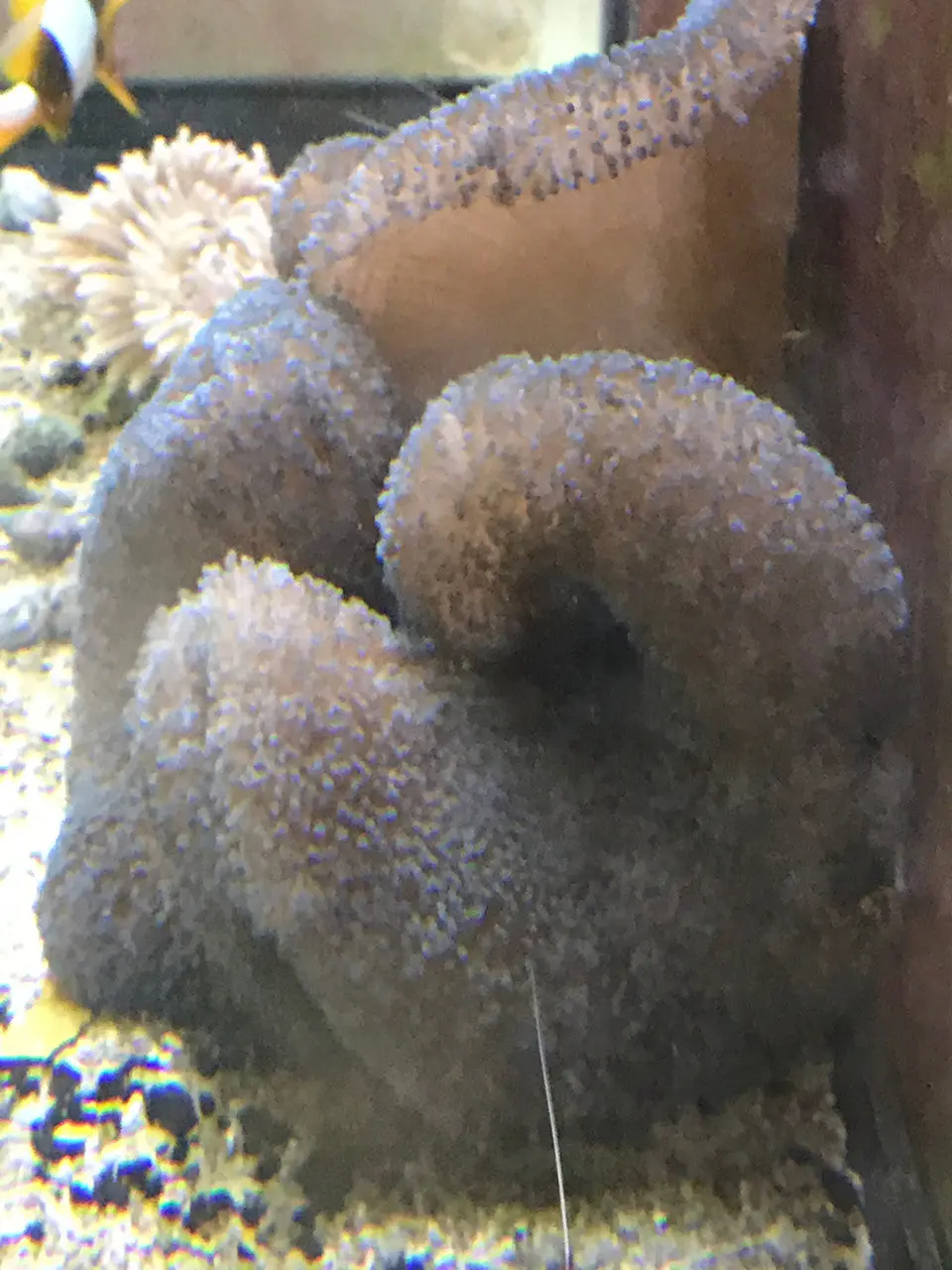 Carpet Anemone-Blue (10-12" Gigantea) 1