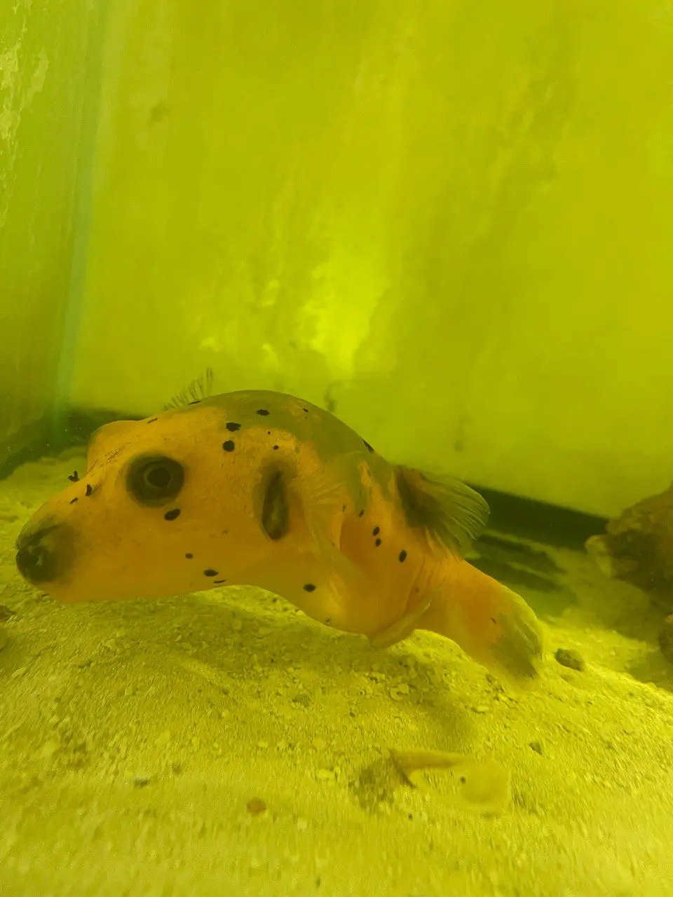 Super Yellow Dogface Puffer (6-7") 1
