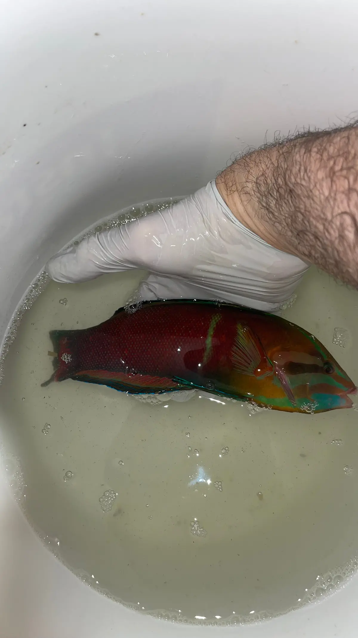 Red Sea Cuvier's Coris Wrasse (12") 1