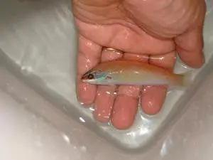Threespot Wrasse 1