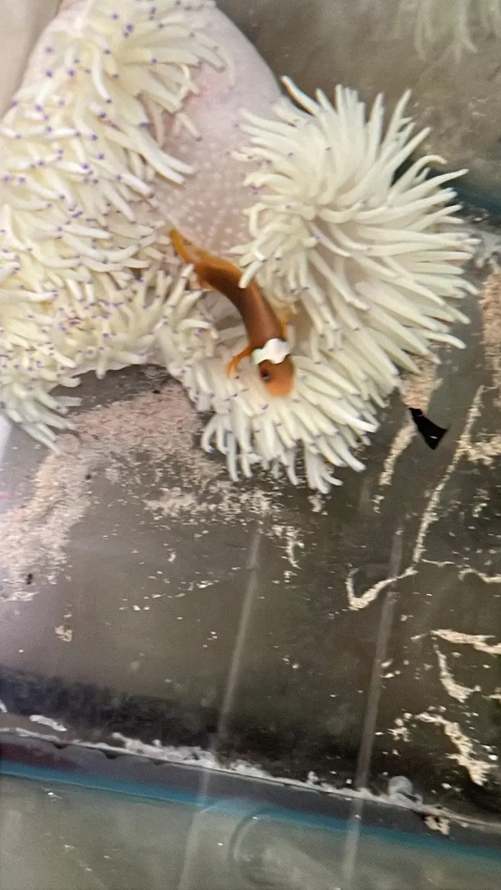 Wysiwyg  White Bonnet Clownfish With Host Malu Anemone 1