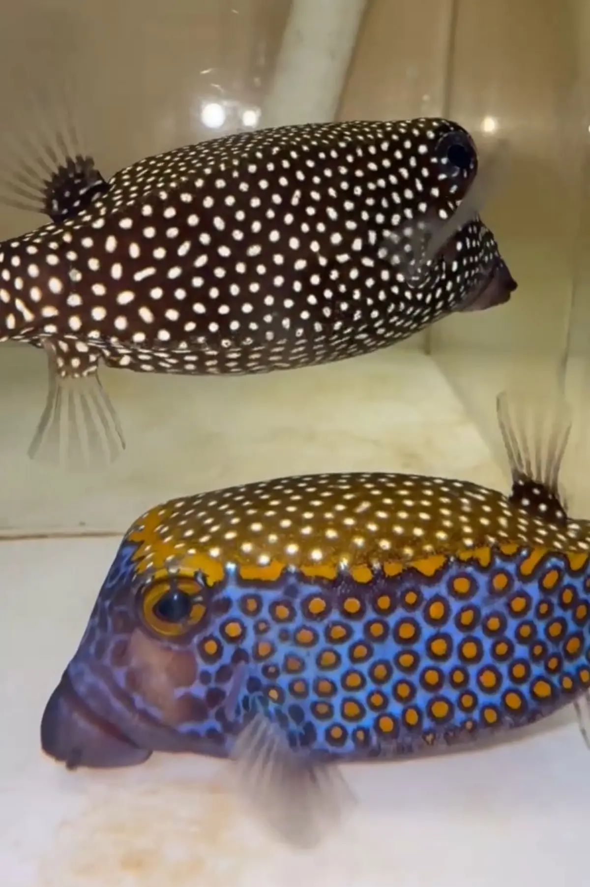 Blue Box Fish Pair 1