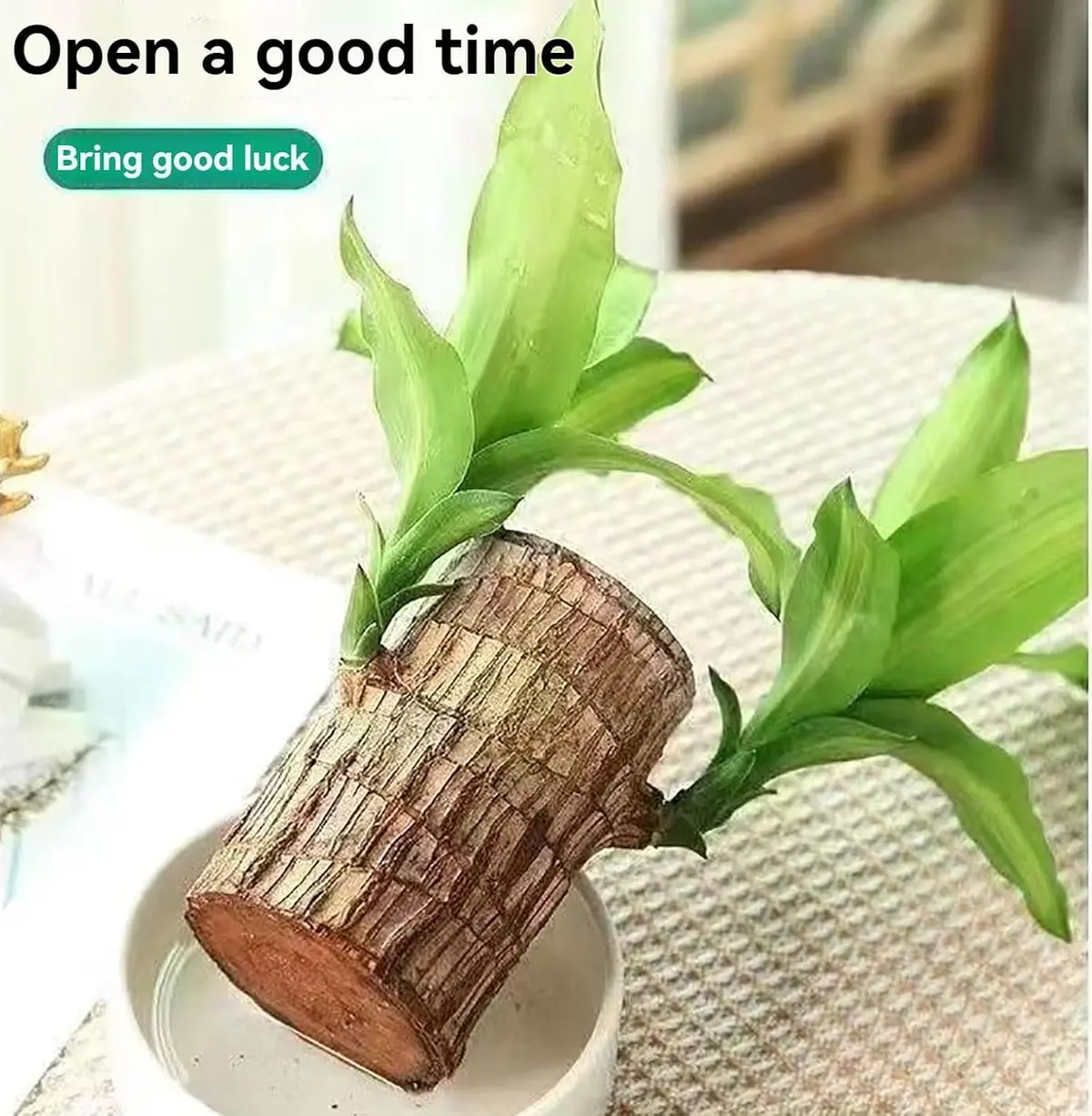 Lucky Brazil Wood Plant With Free Delivery 🚚 1