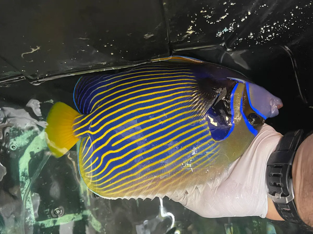 10” Imperator Angel  (Red Sea Orange Tail) 1