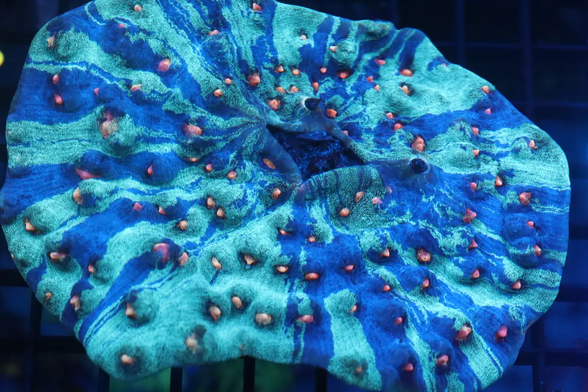 Tie Dye Chalice Colony (A44) 1