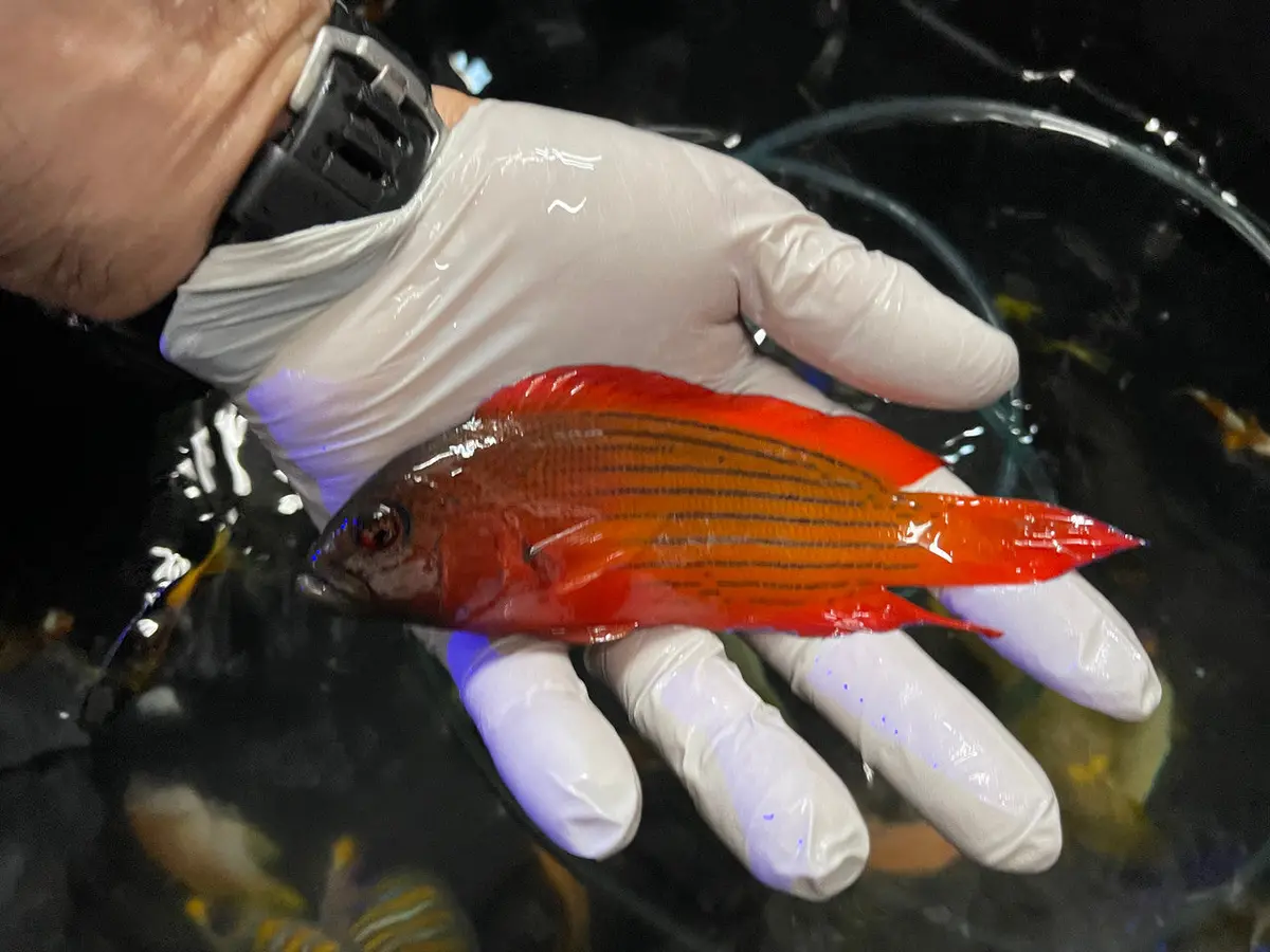 Firetail Dottyback Labracinus Cyclophthalmus  (6") 1
