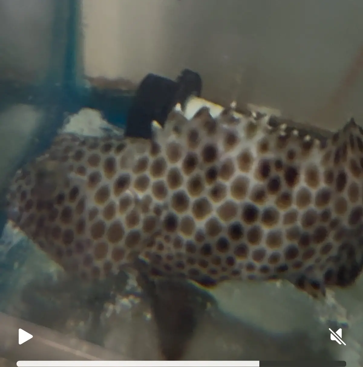 Assorted Honeycomb Grouper |Epinephelus Merra	6-8" 1