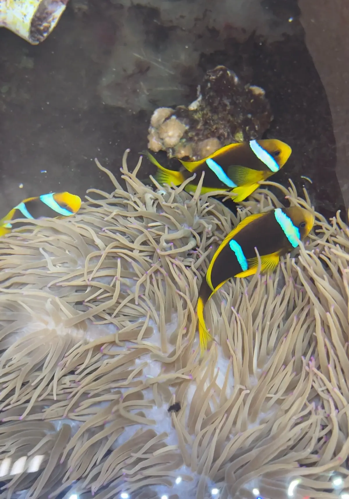 Blue Stripe Clownfish -(Wc Trio W Host Anemone) 1