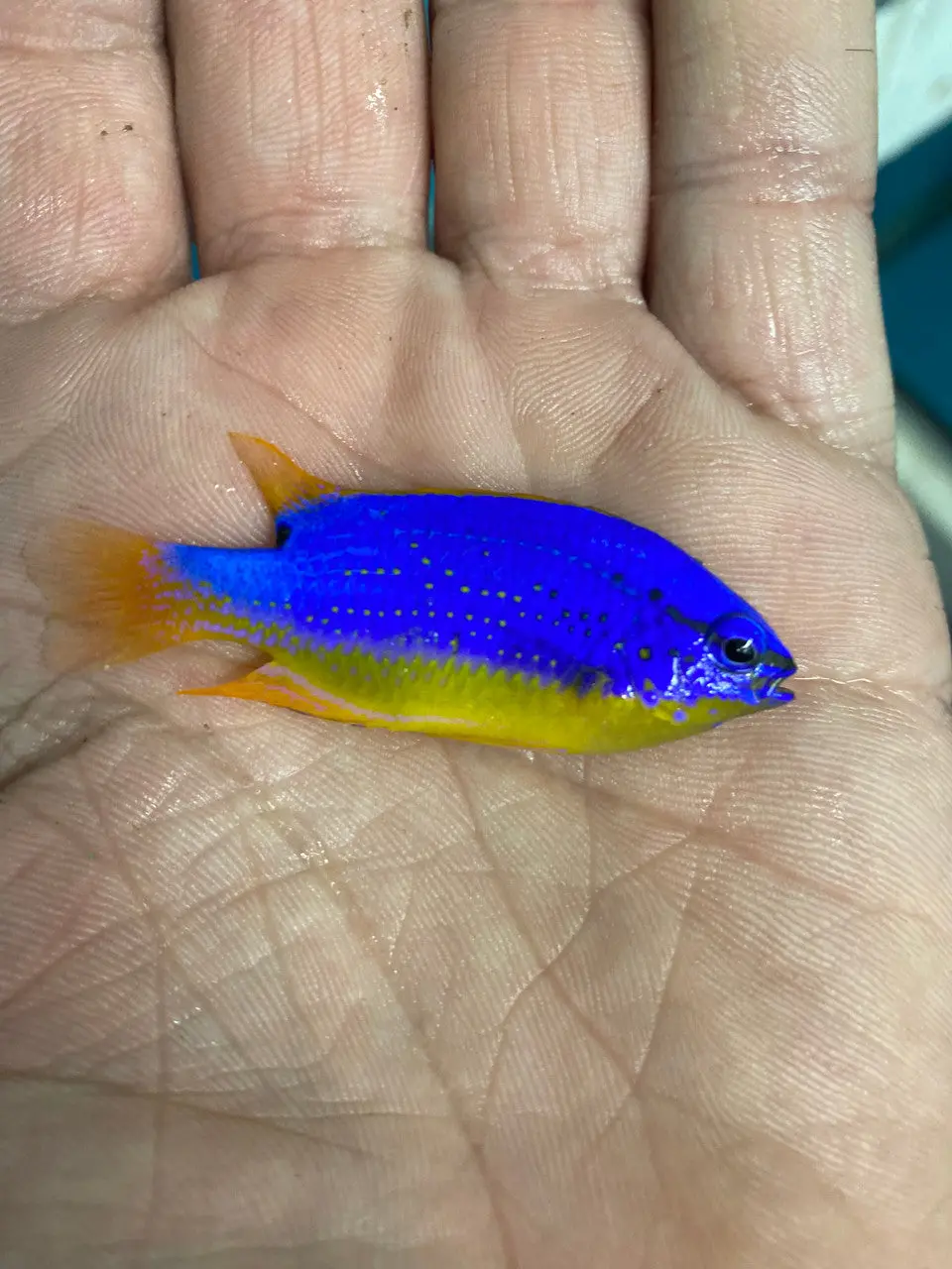 Fiji Blueback Damsel 1