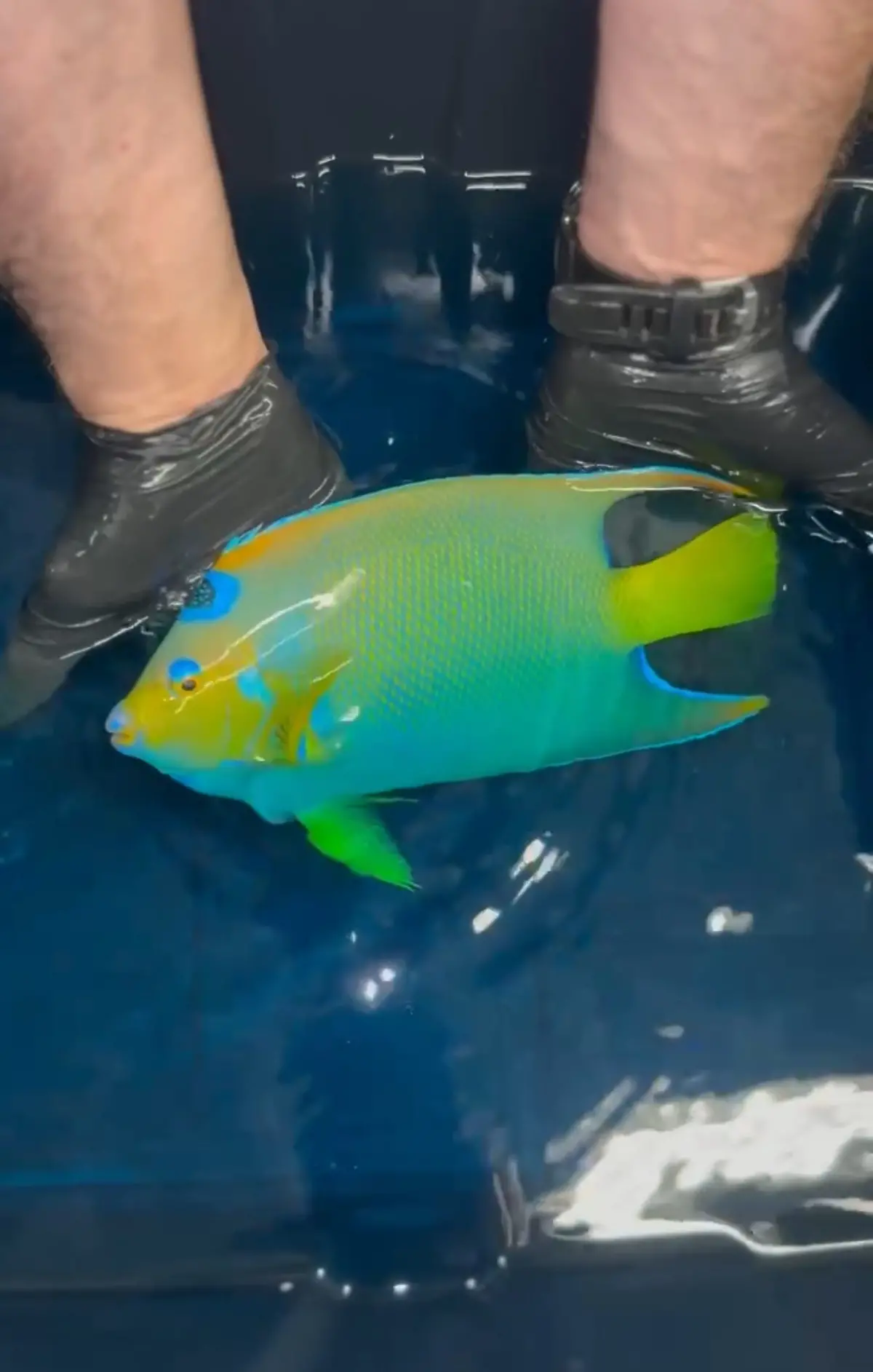 Queen Angelfish | Holacanthus Ciliaris | 13-15” 1