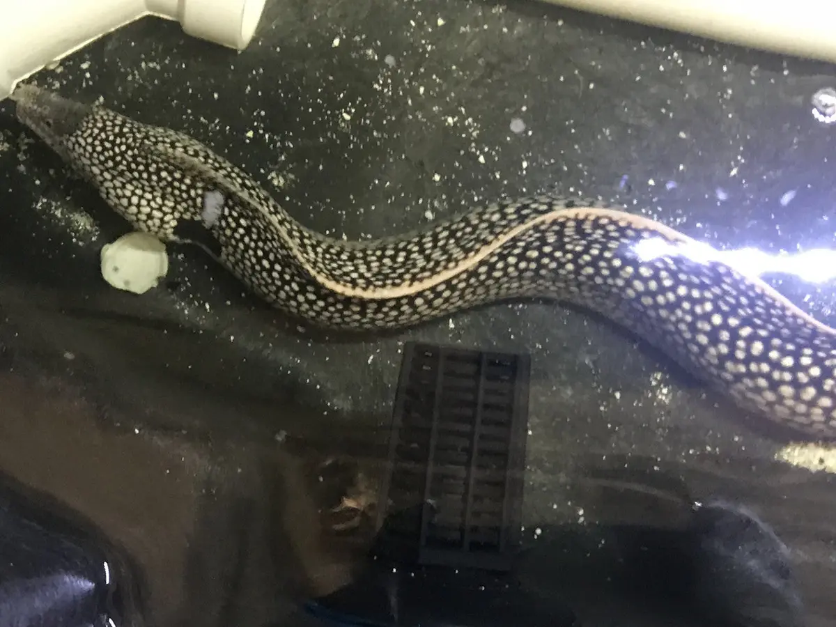 West African Dragon Moray | Muraena Melanotis (12") 1