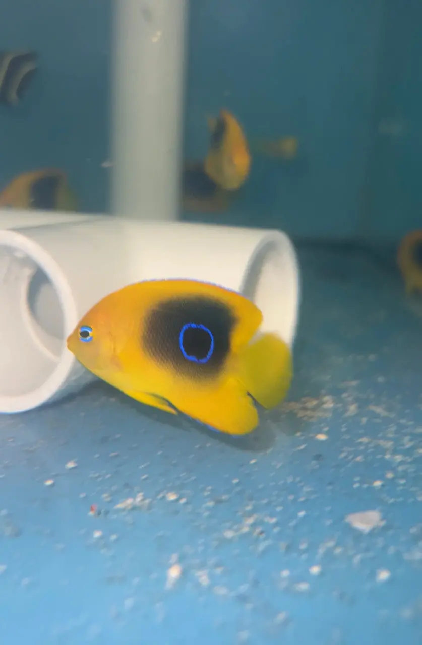 Rock Beauty Angelfish (2" Juv) 1