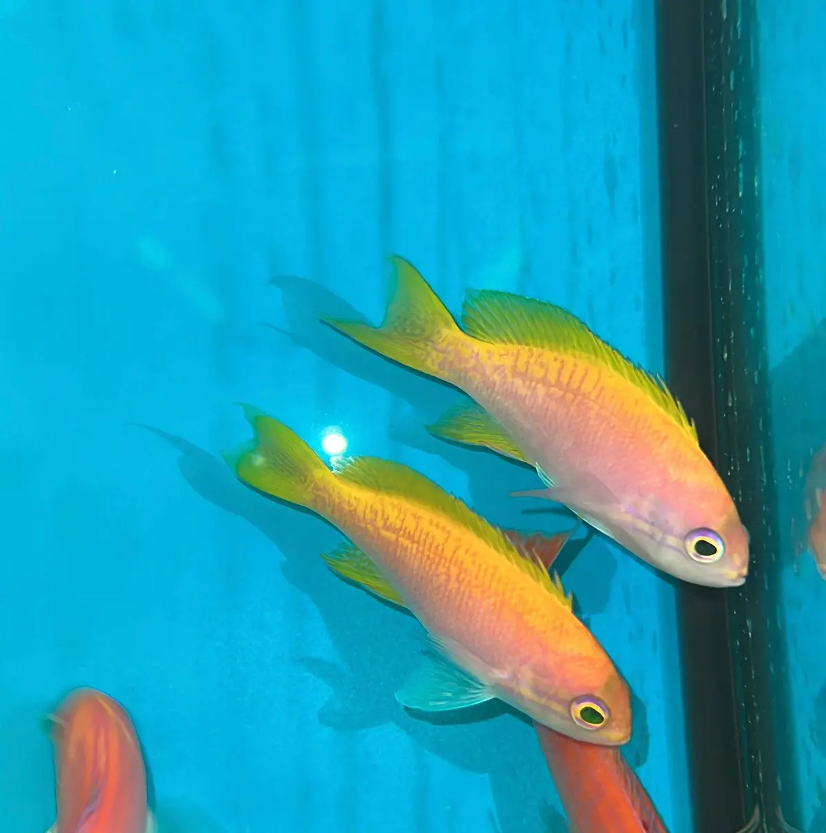 Bimaculatus Anthias (Female) 1
