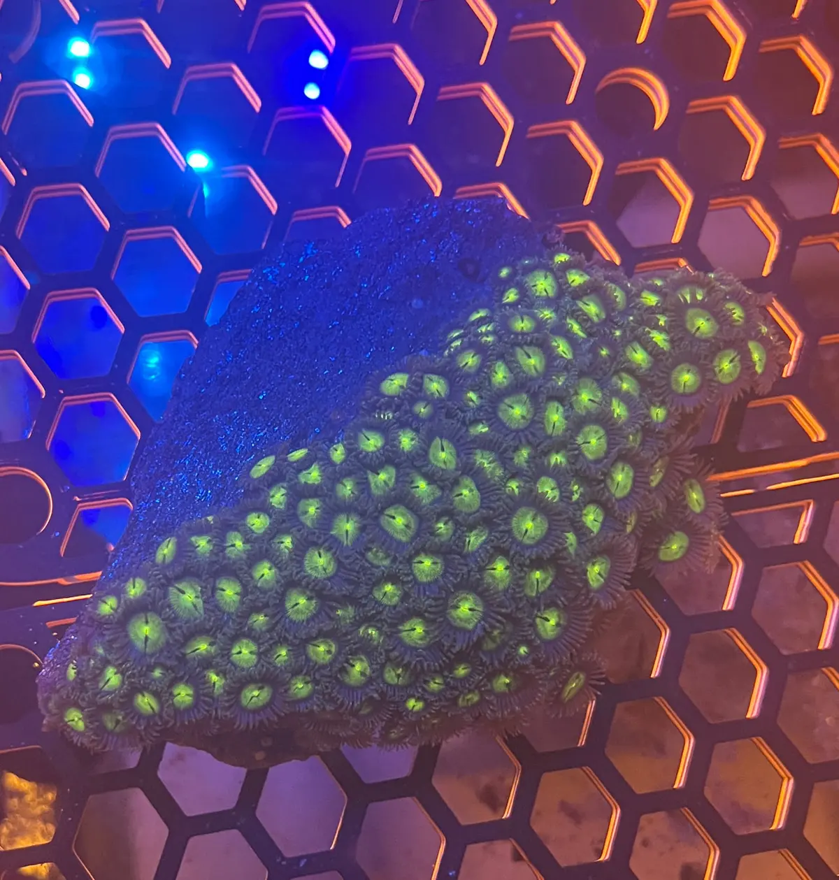 Zoanthid Colony 1