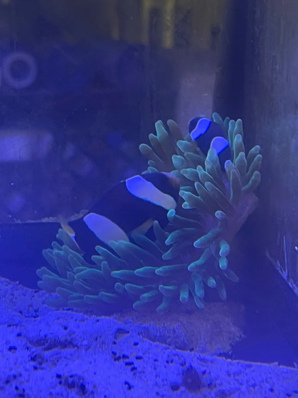 Western Australian Milli Clownfish Pair (A. Milii)-With Host Green Bubbletip 1