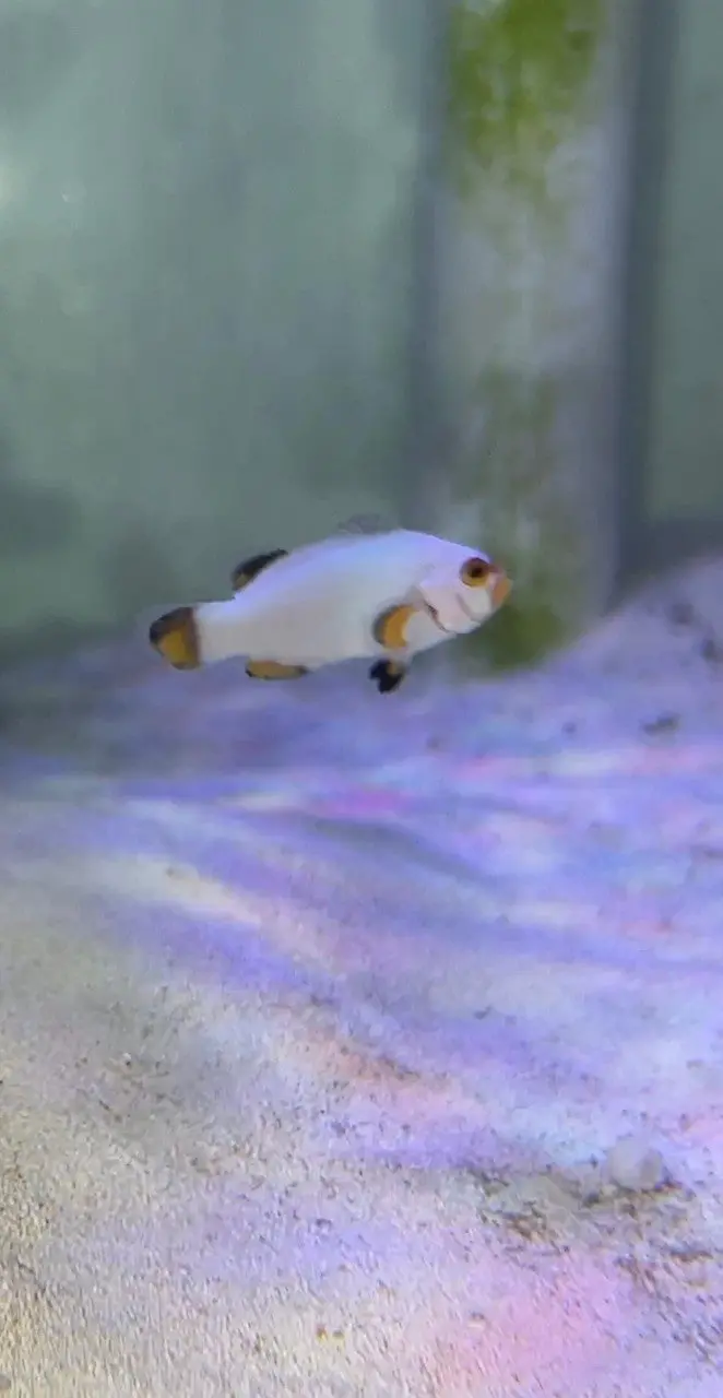 Designer Platinum White  Ocellaris Clownfish 1