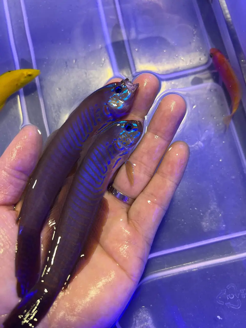 Blue Barred Ribbon Goby 1