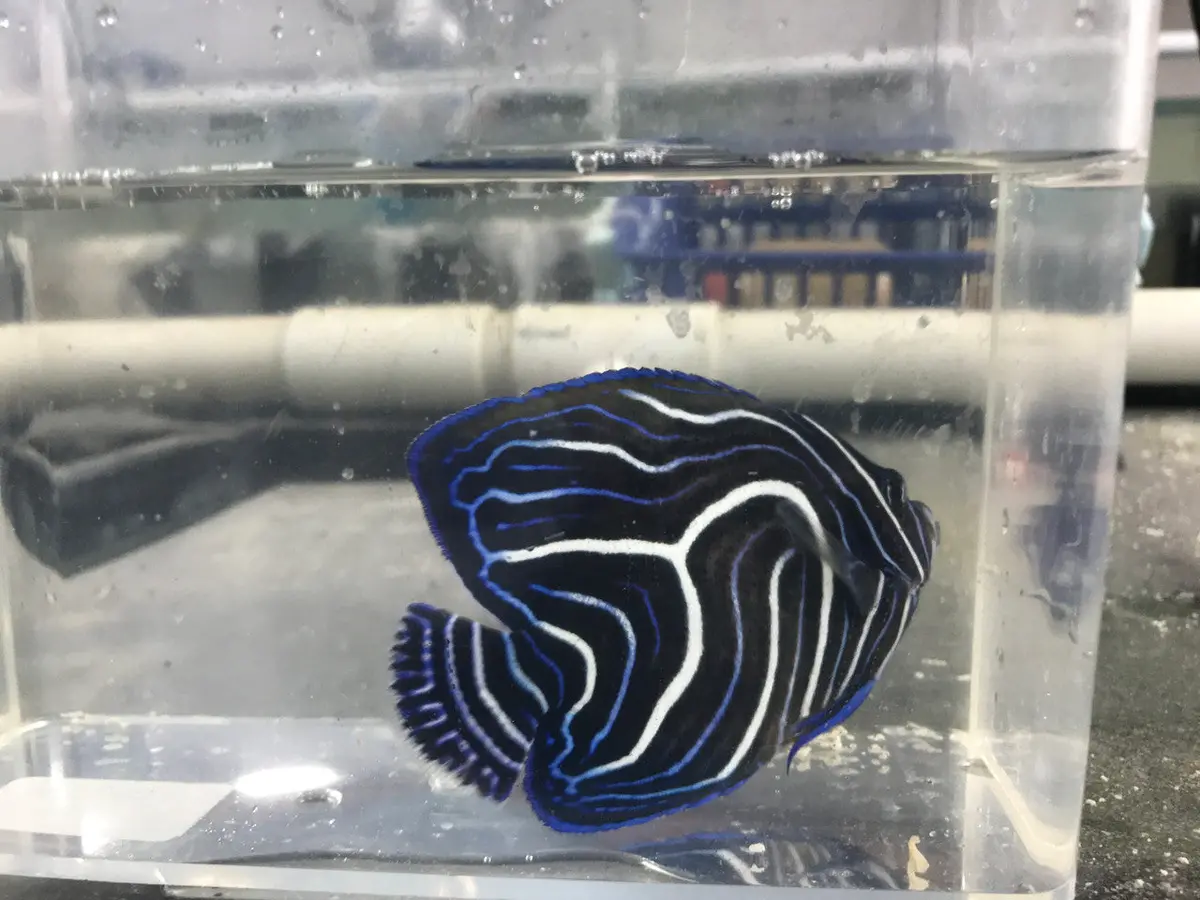 Koran Angelfish-4" Misbar 1