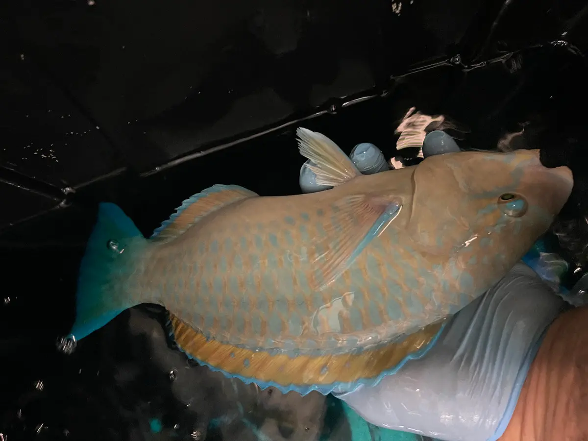 Red Sea Blue Parrotfish |  Scarus Coeruleus  (18") 1