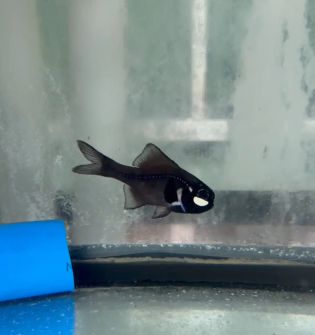 Split-Fin Flashlight Fish 1
