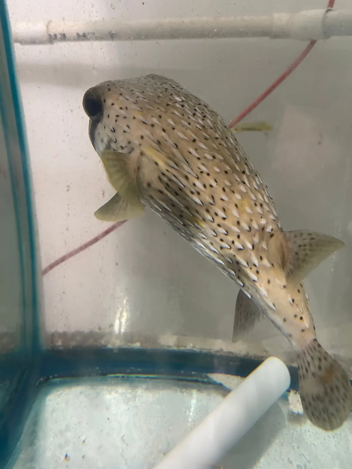 Porcupine Puffer(12") 1