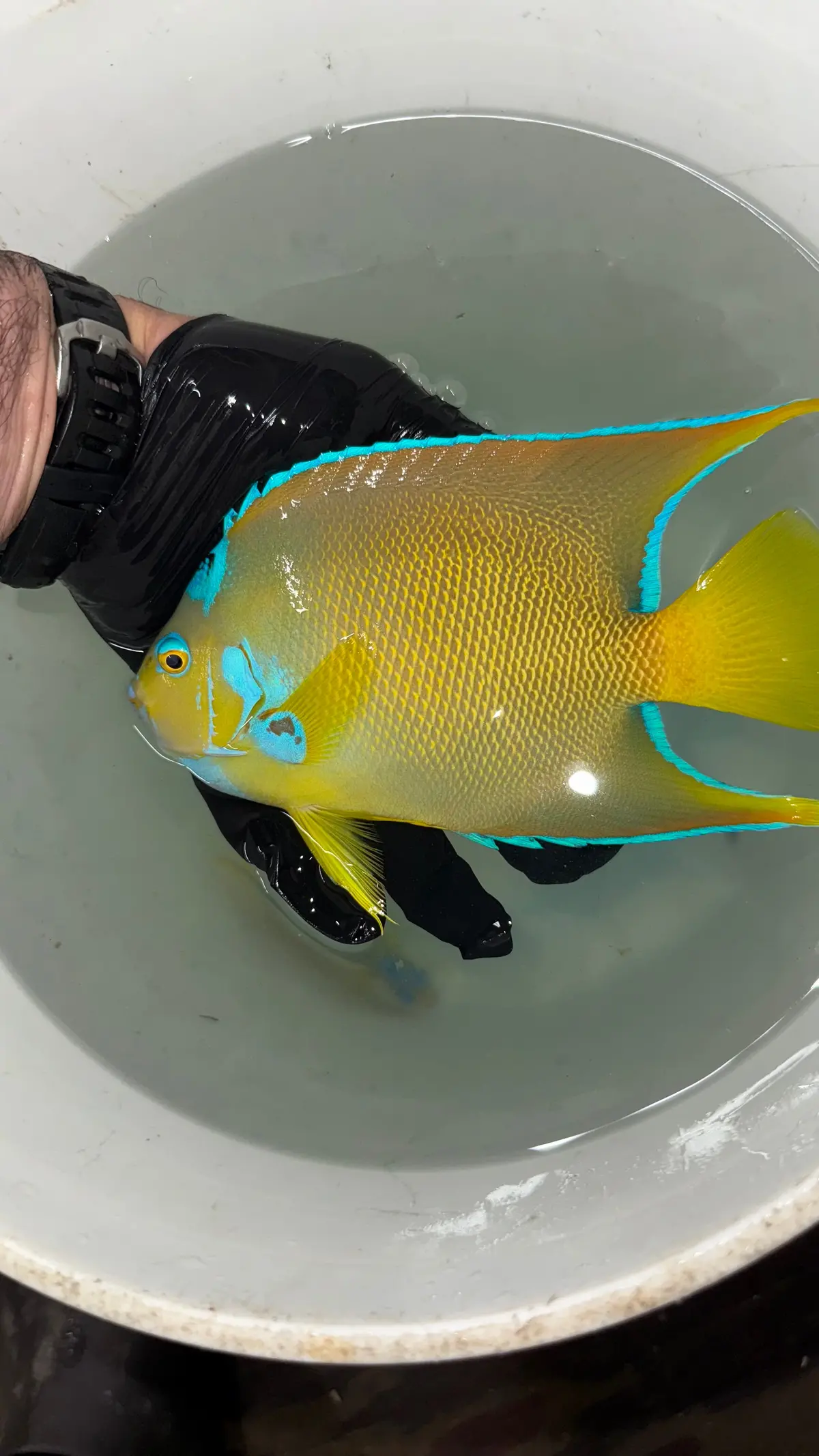 Townsend Angelfish (6-7") 1