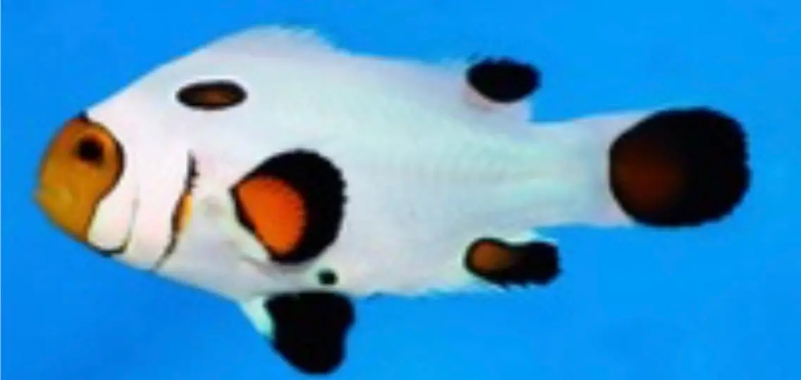 Wyoming White Clownfish 3-4Cm 1