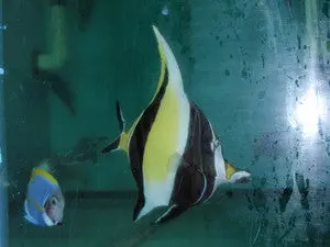 Moorish Idol-Africa 1