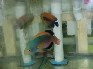 Scott's Fairy Wrasse 3-4" (Tahiti) 1
