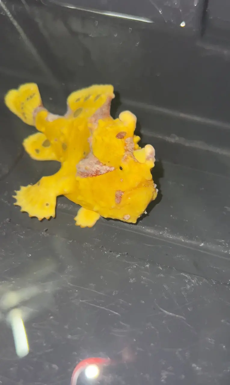 Yellow Angler-(2") 1
