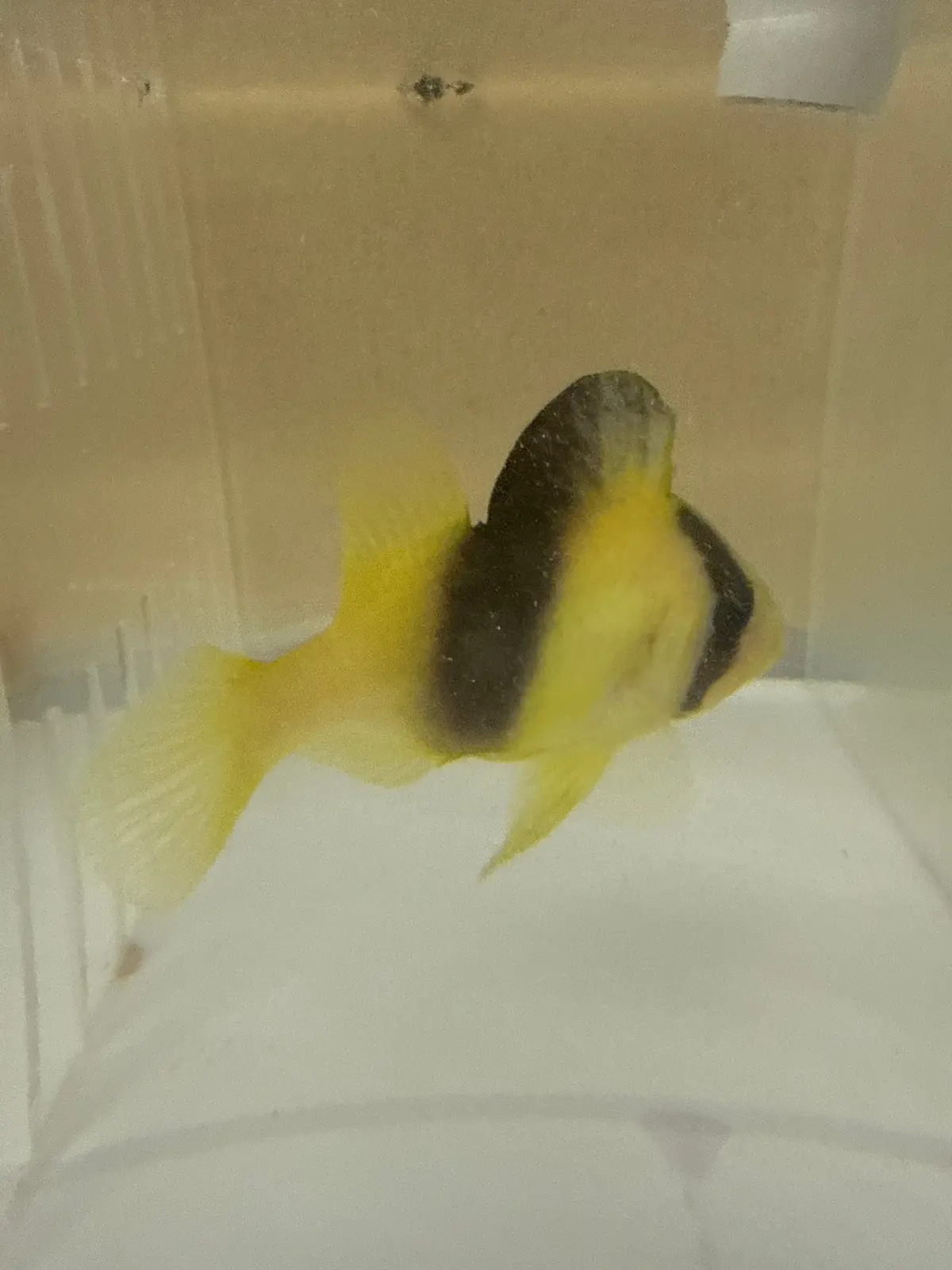 Barred Soapfish|Diploprion Bifasciatum 1