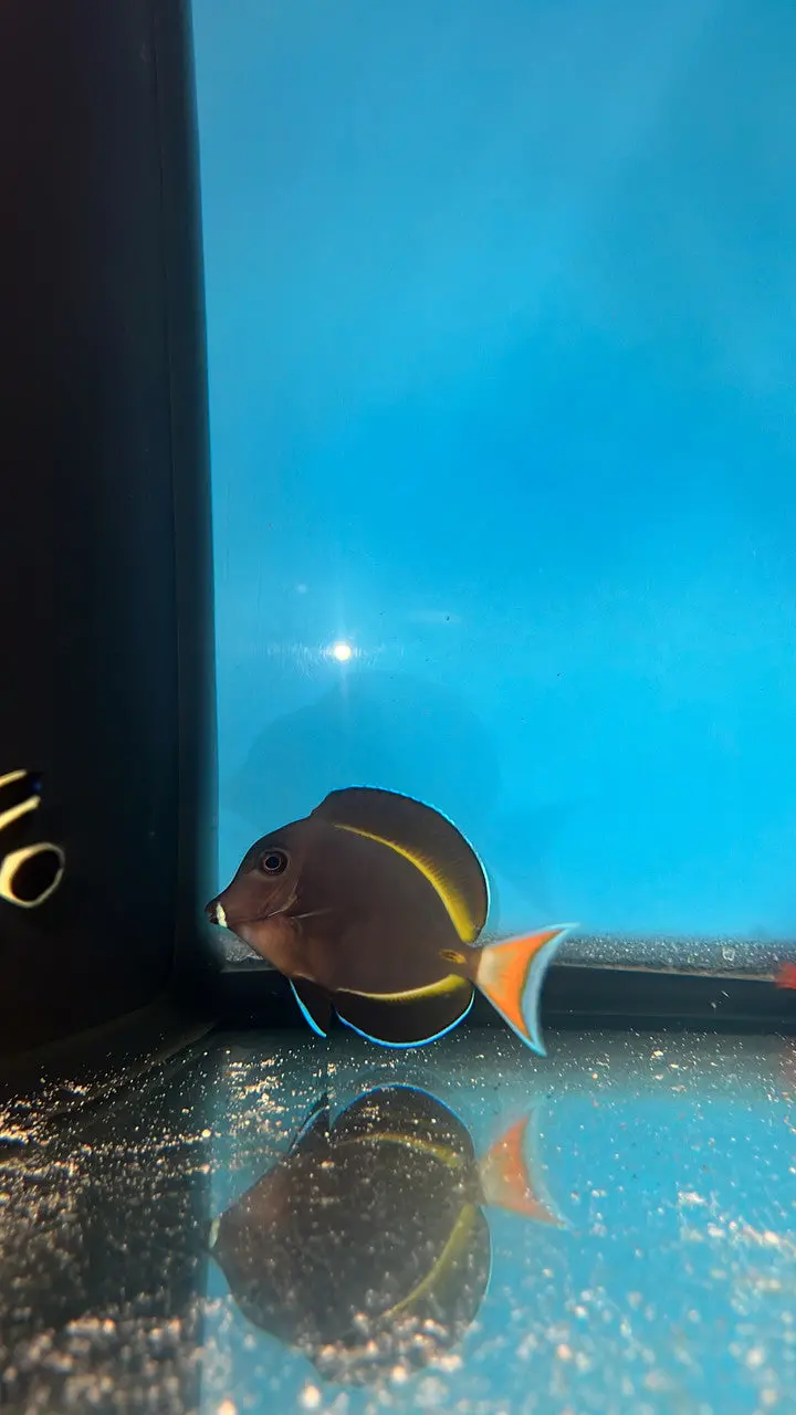Achilles/Goldrim Hybrid Tang 3-4” 1