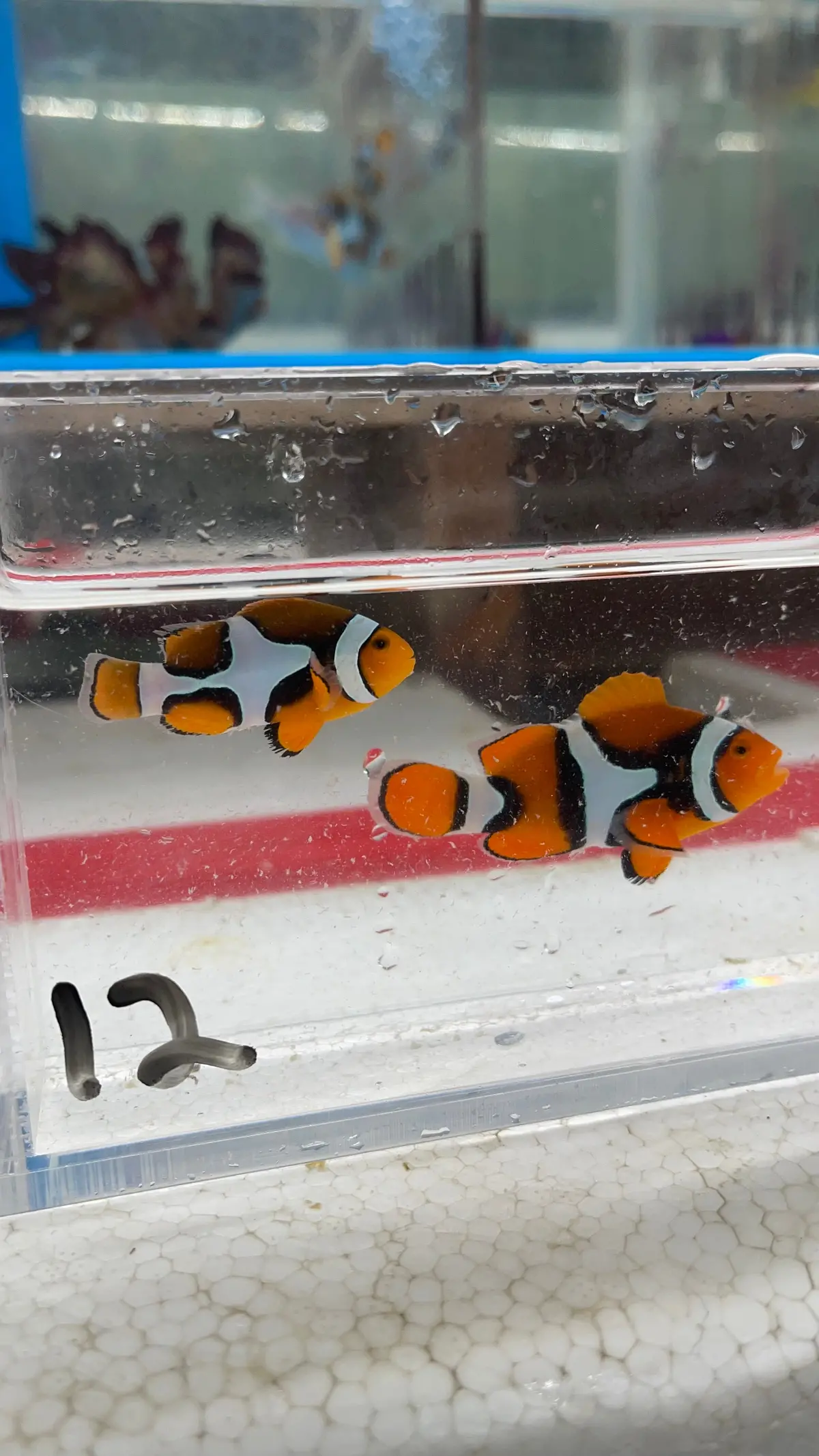 True Percula Clownfish-Super Black Pair (Wysiwyg #12) 1