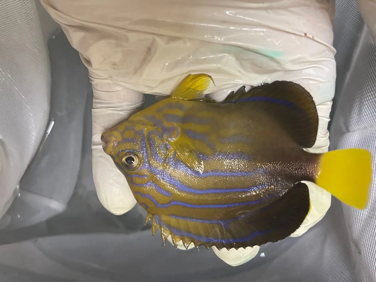 Maze (Orange Face) Angelfish-Chaetodontoplus Chrysocephalus 3" (Captive Bred) 1