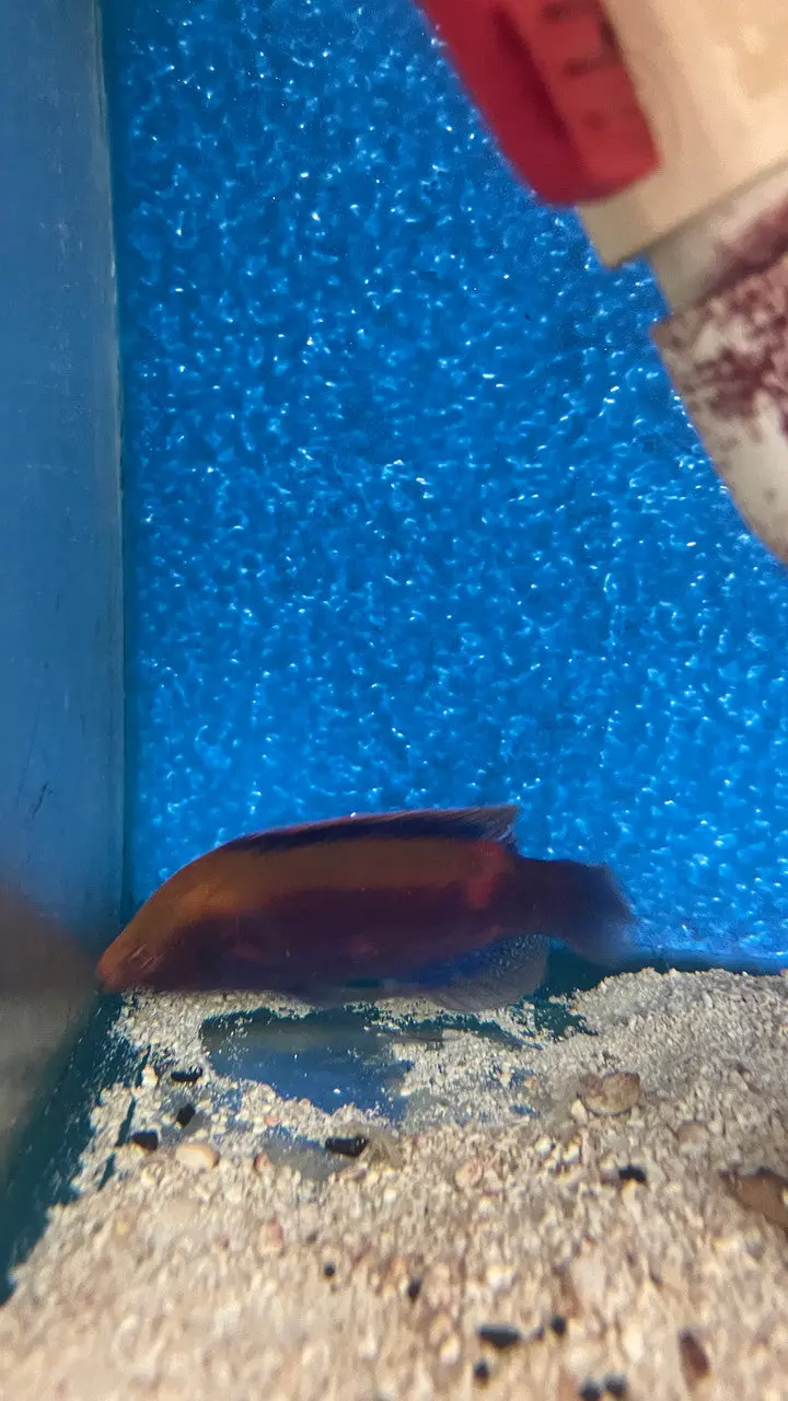 Beau's Fairy Wrasse Male|Cirrhilabrus Beauperryi  3-4" 1