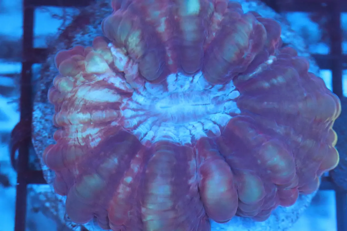 Fruity Cynarina (D98) 1